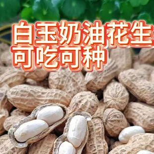 白皮花生当季新鲜带壳白玉花生可吃可种香甜口感手工挑选奶油花生