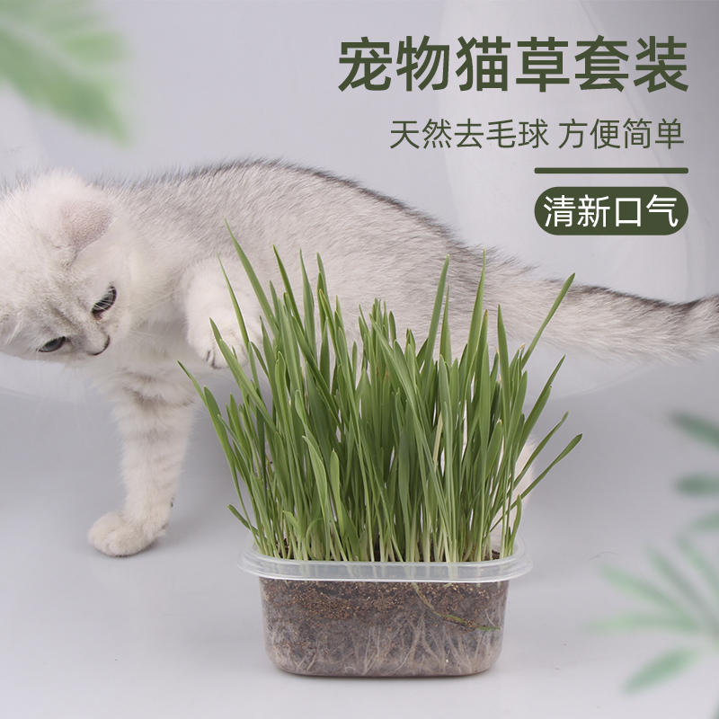 猫草水培种子除毛球猫零食猫薄荷营养土猫草种籽猫咪用品盆栽套装-封面