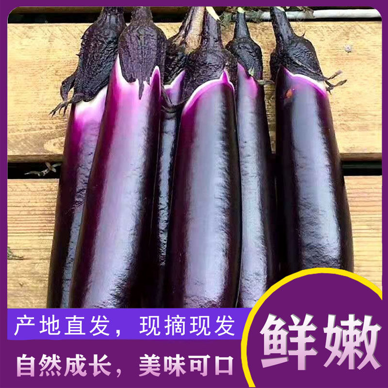 茄子新鲜山东紫裤茄子茄子现摘线茄子农家自种长茄子蒜茄子5斤