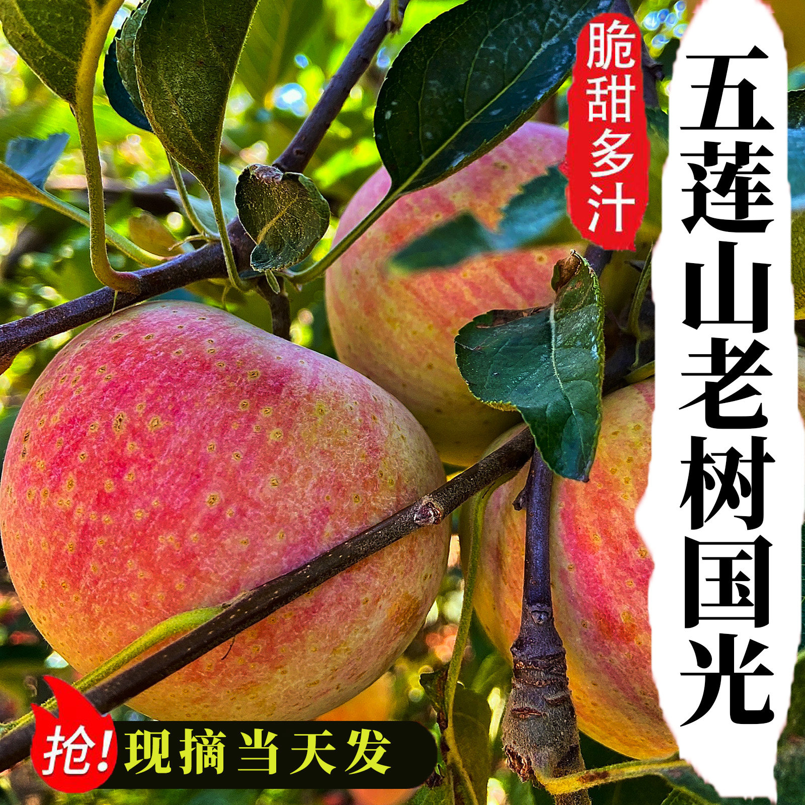 五莲小国光苹果5斤包邮保鲜箱新鲜水果正宗老品种小果光酸甜口感