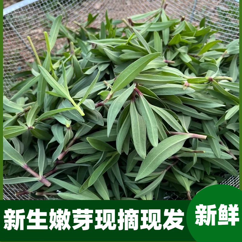 山东五莲山特产山菜山野菜山苜楂山蚂蚱山菜新鲜野生包子馅山珍菜