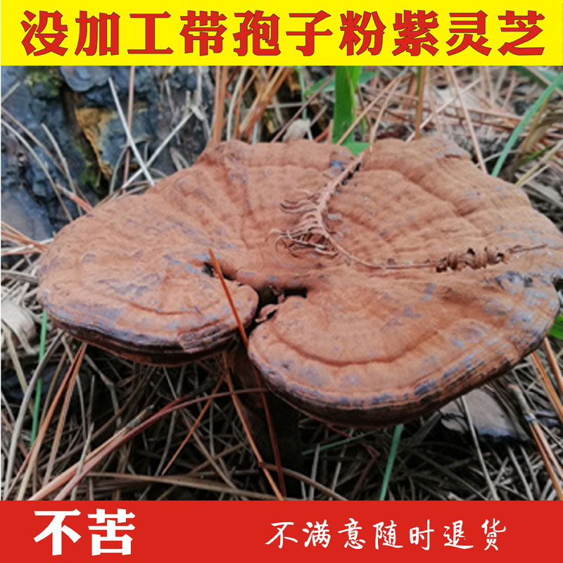 野生云南不苦紫芝500克孢子粉