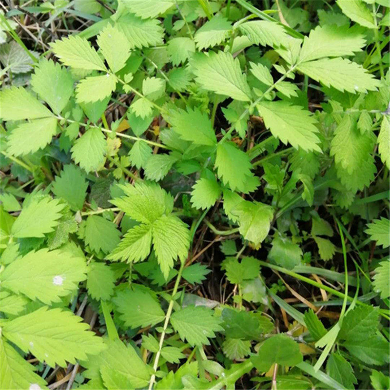 仙鹤草苗新鲜龙芽草脱力草图片