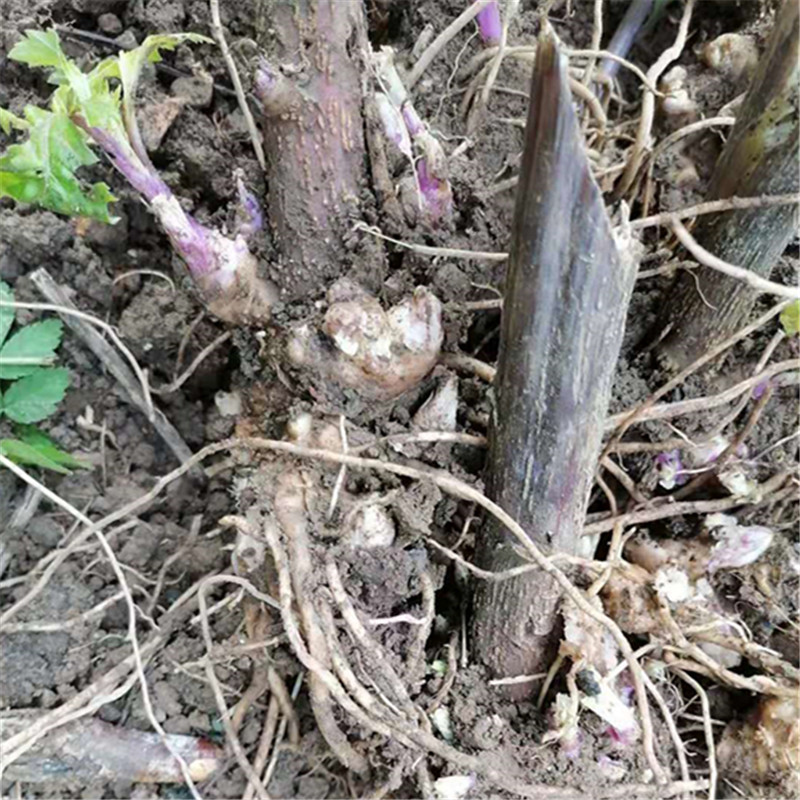 菊三七旱三七新鲜根部