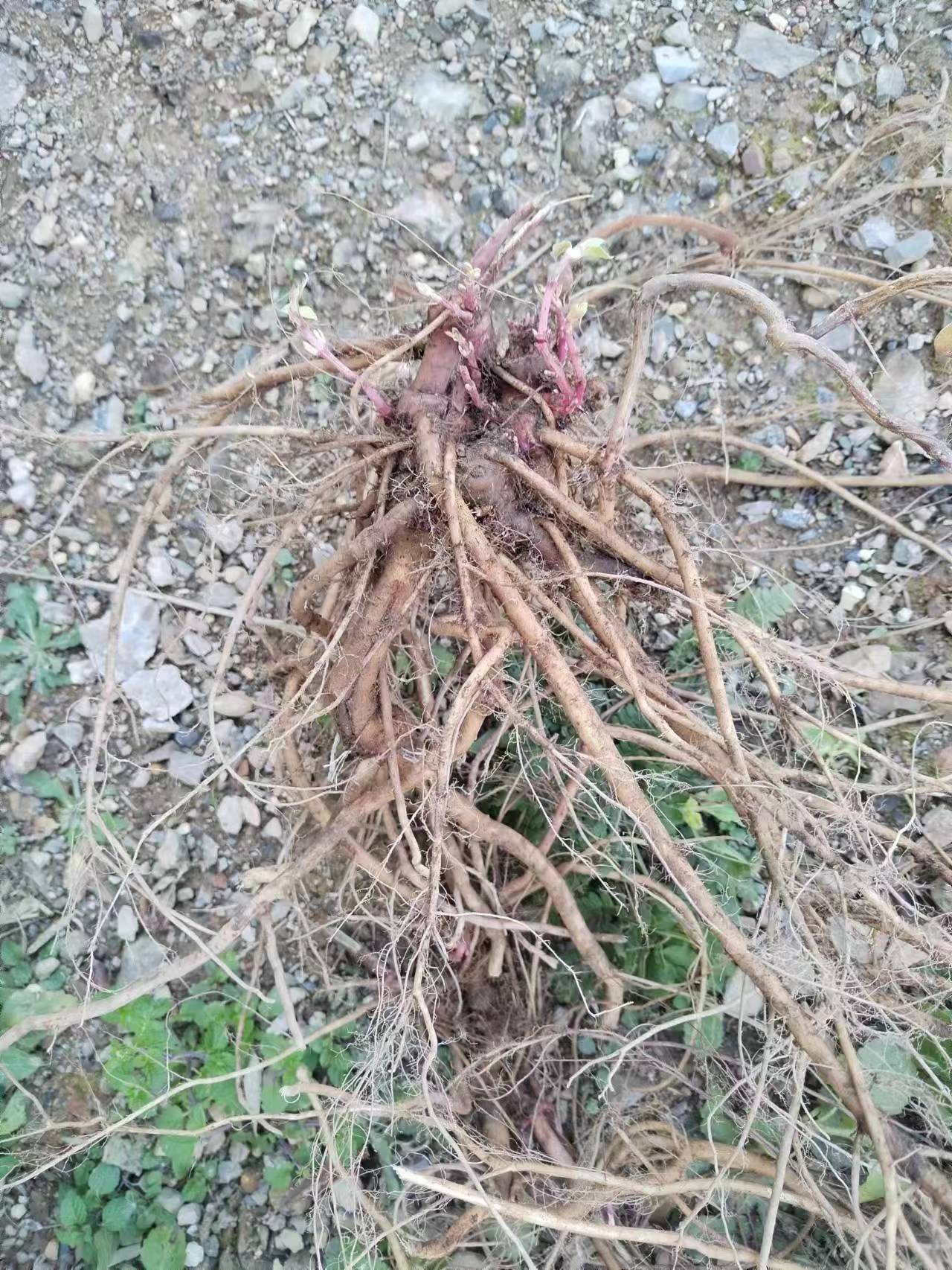 白牛膝深山白牛夕太极草 狗夺子 土牛膝 藤牛膝 新鲜根部500g