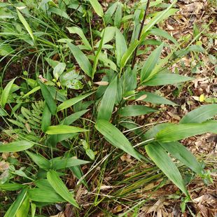 淡竹叶苗山上现挖碎骨子 山鸡米 金鸡米 竹叶苗5棵