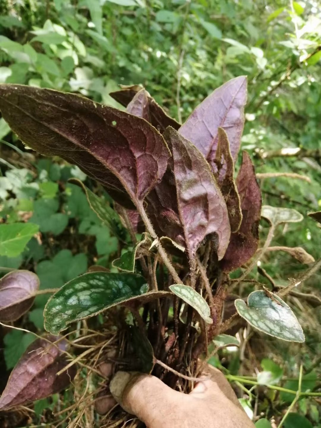 杏香兔耳风兔耳草兔儿草金边兔耳朵朝天一柱香红底兔耳草新鲜500g