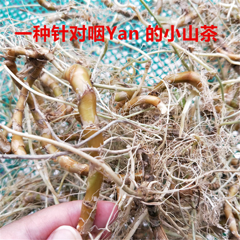 扁竹根 扁竹兰根 天然扁竹根新鲜生根纯根 自然晒干扁竹根500g