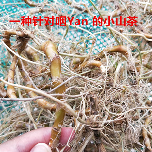 扁竹根 扁竹兰根 天然扁竹根新鲜生根纯根 自然晒干扁竹根500g