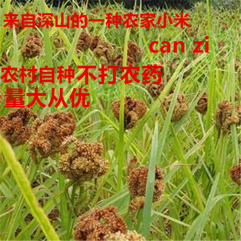 穇子米 龙爪粟 龙爪稷 鸡爪粟 鹰爪粟 掺子鸡爪谷 栗子米500g