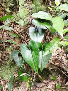 花脸细辛、花脸王、翻天印 马蹄细辛新鲜苗2棵