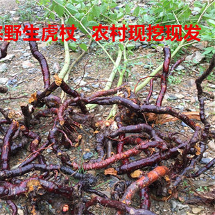 深山野虎杖  酸筒杆 新鲜虎杖根虎杖花斑竹酸汤梗斑杖根黄地榆