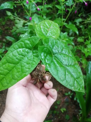 地苦胆新鲜金果榄青牛胆九