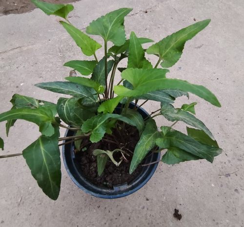 新鲜紫花地丁苗犁头草