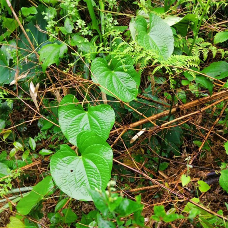 黄药子 薯莨 血三七朱砂莲 黄独 黄药子零余薯金线吊虾嫫 鲜花速递/花卉仿真/绿植园艺 绿植 原图主图