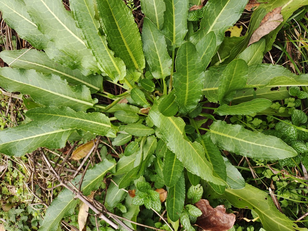 野酸模 野菠菜,山大黄、当药、山羊蹄、酸母、南连苗野酸模
