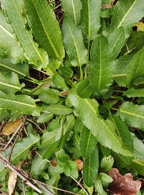 酸模菠菜大黄酸母南连