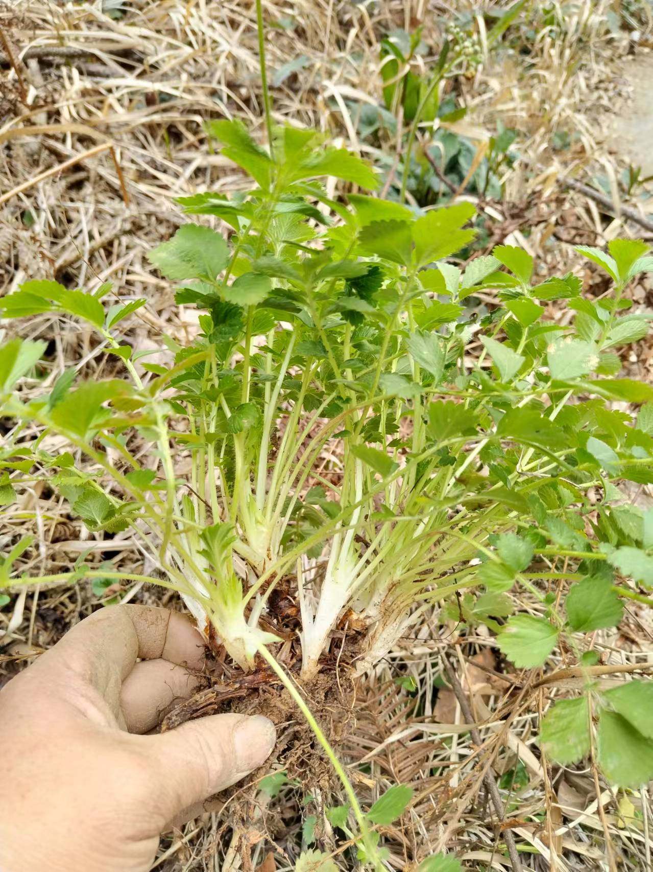 仙鹤草苗  龙芽草苗、脱力草狼牙老鹤嘴草新鲜带土苗6棵图片