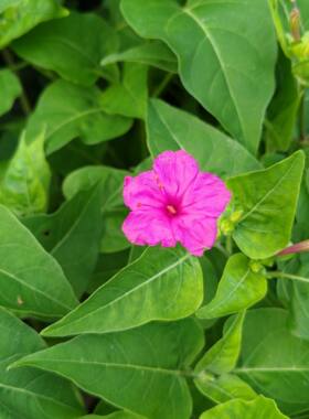 紫茉莉胭脂花粉豆花夜饭花状元花丁香叶苦丁香野丁带盆栽好3棵