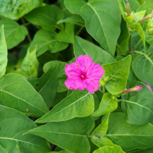 紫茉莉胭脂花粉豆花夜饭花状元花丁香叶苦丁香野丁带盆栽好3棵