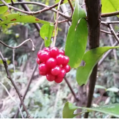 小血藤钻骨风八仙草钻石风滑藤爬岩香干满山香香血藤新鲜藤叶500g