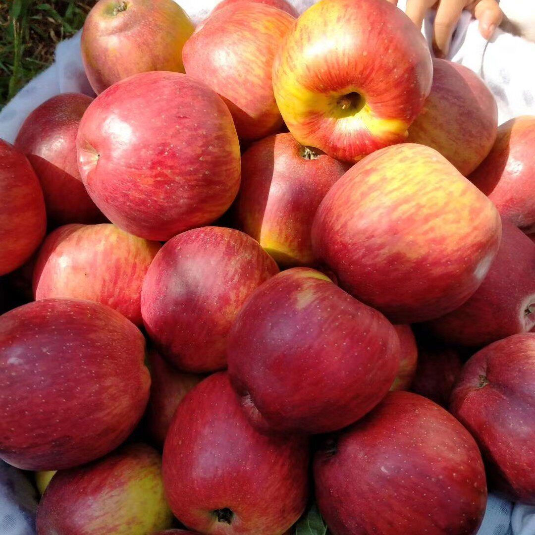 云南昭通红露糖心丑苹果脆甜多汁香味浓郁同城农产品新鲜水果新品