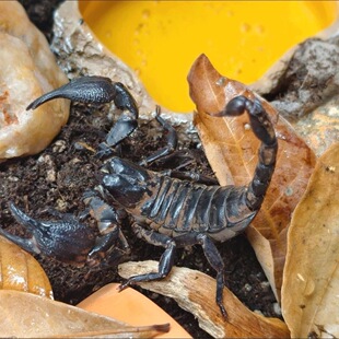 亚洲雨林蝎超大宠物黑蝎子活体18cm温顺无毒可上手爬虫包活昆虫活