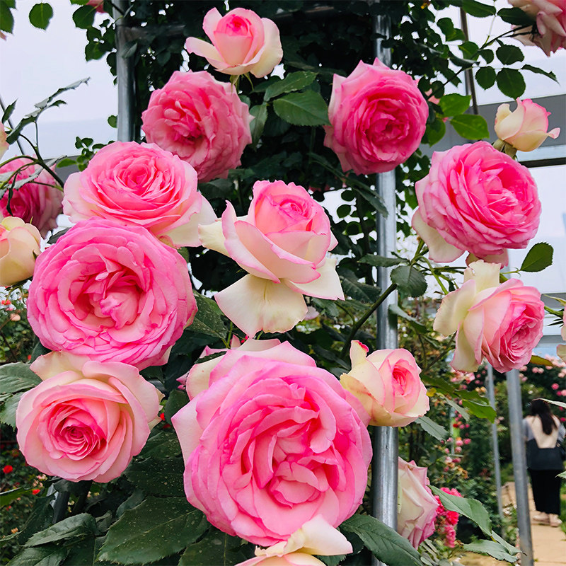 藤本月季花苗特大花爬藤玫瑰花卉欧月蔷薇盆栽爬墙庭院植物四季开