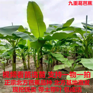 庭院大型绿植花卉芭蕉苗 北方耐寒观赏芭蕉树苗盆栽大叶植物室内