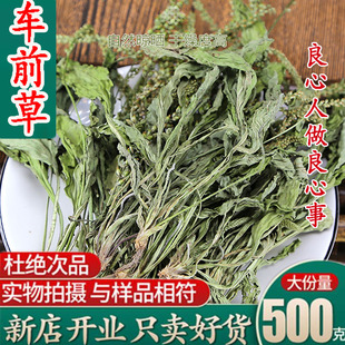 寻百草车前草中药材车前草泡茶五更草新鲜干货整株整个无杂质袋车