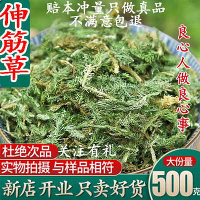 伸筋草伸筋草益智仁中药材