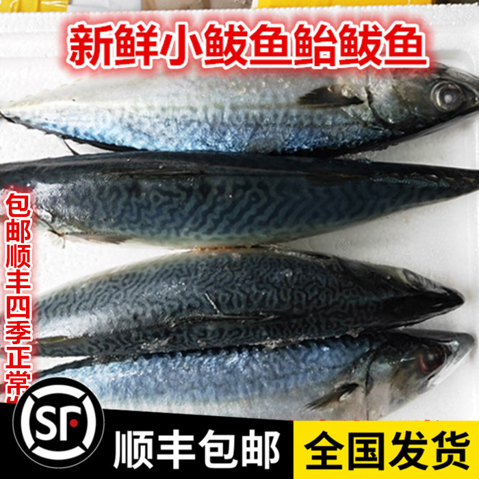 包邮新鲜海鱼辽宁丹东鲅鱼水产东海鲜活船冻小鲐新鲜一份5斤顺丰,水产肉类/新鲜蔬果/熟食,马鲛鱼,淘宝优惠券,粉丝福利购,淘宝优惠卷