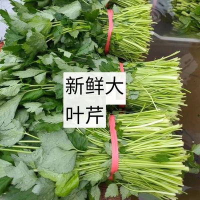 东北大叶芹新鲜山野菜野生山芹菜