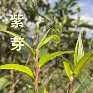 【自然变异树种】紫茶干龙潭头春古树紫茶自然变异400年古树纯料