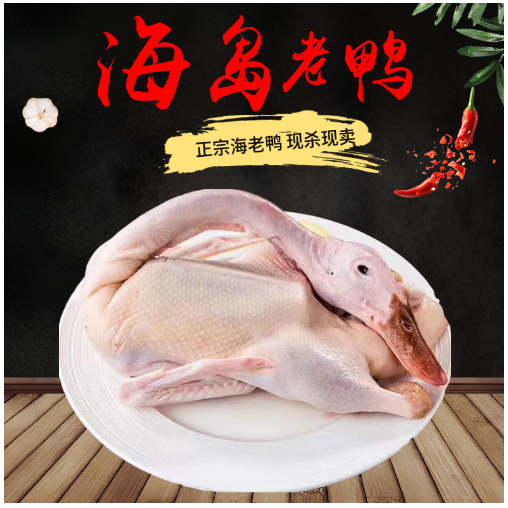 宁波石浦海岛渔家放养滩涂老鸭 新鲜海鸭子2年鲜活海鸭 现杀现发