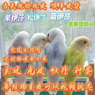 手养绿黄桃牡丹鸡尾玄凤虎皮鹦鹉受精蛋种蛋鸟蛋可人工孵化种蛋