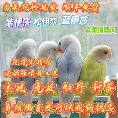 手养牡丹玄凤虎皮鹦鹉受精蛋种蛋