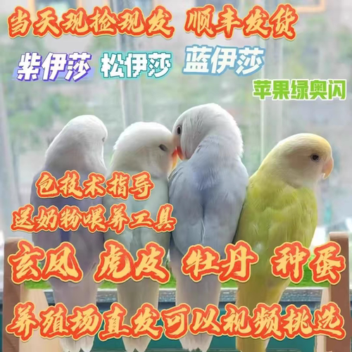 手养牡丹玄凤虎皮鹦鹉受精蛋种蛋