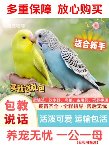 虎皮云斑鹦鹉活鸟会学说话的鸟类