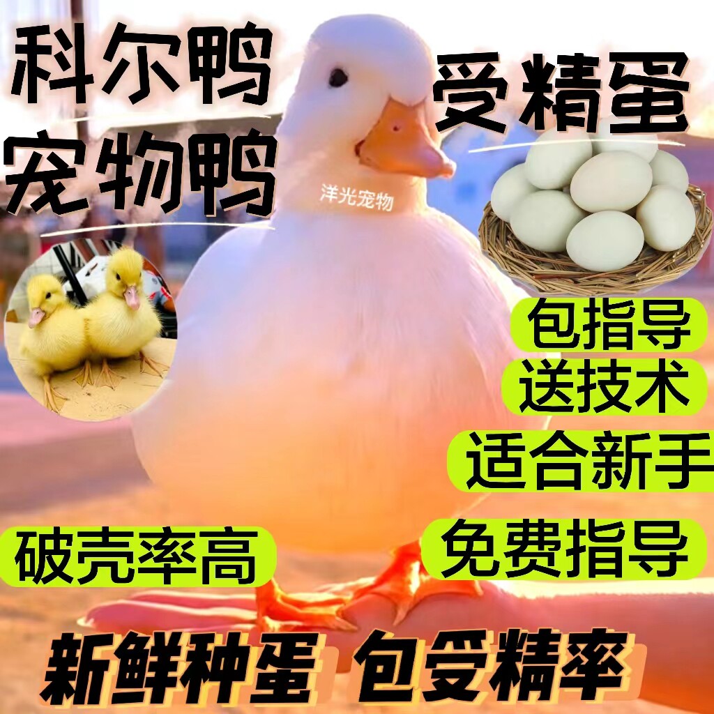 柯科尔可达鸭蛋受精蛋可人工孵化图片