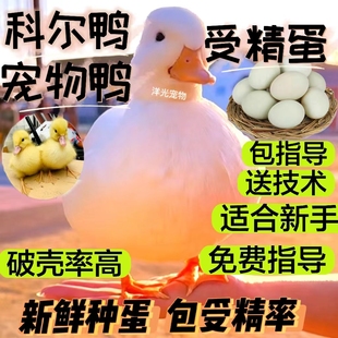 柯科尔可达鸭蛋小型好养受精蛋可人工孵化小黄鸭蛋鸭种蛋科尔宠物