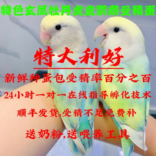 新鲜牡丹玄凤虎皮鹦鹉受精蛋种蛋