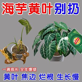 海芋营养液肥料【一滴疯长】盆栽盆景叶绿素养料专治黄叶黄斑干叶
