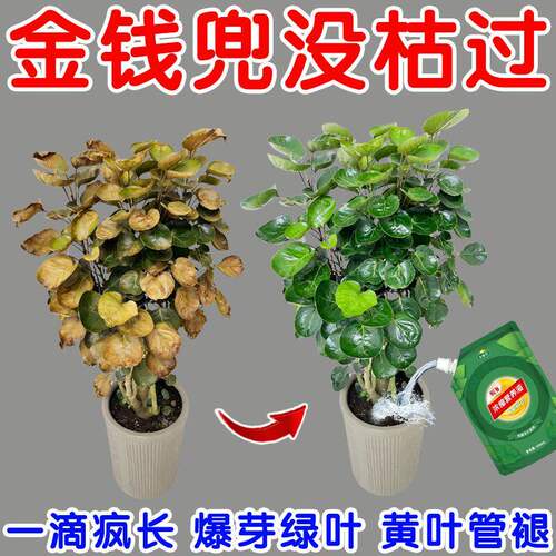 【一滴常绿】金钱兜营养液治黄叶枯萎室内盆栽肥料金钱兜肥料