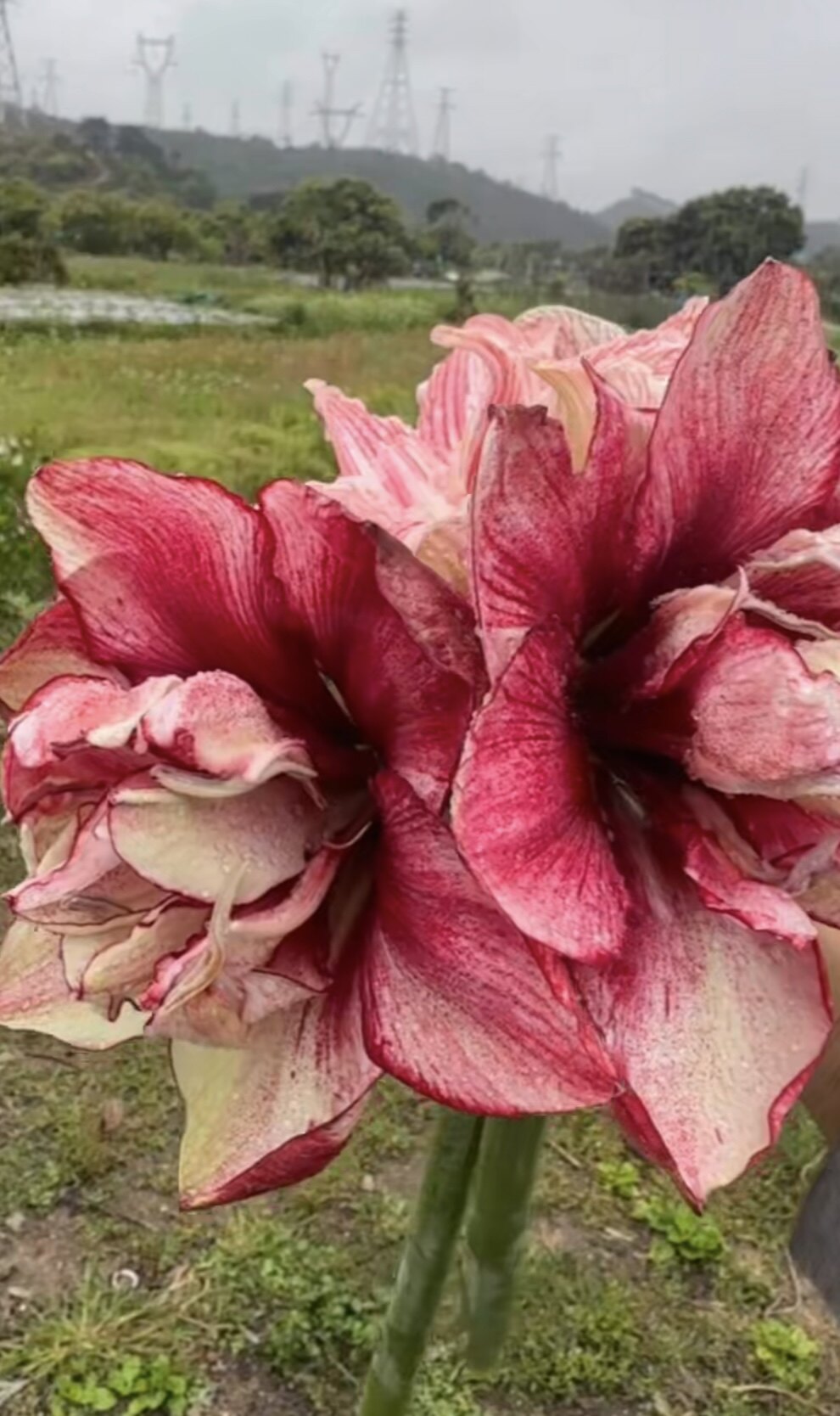 笑脸重瓣朱顶红现挖新鲜球发货侧球开花球漂亮花卉盆栽30包邮