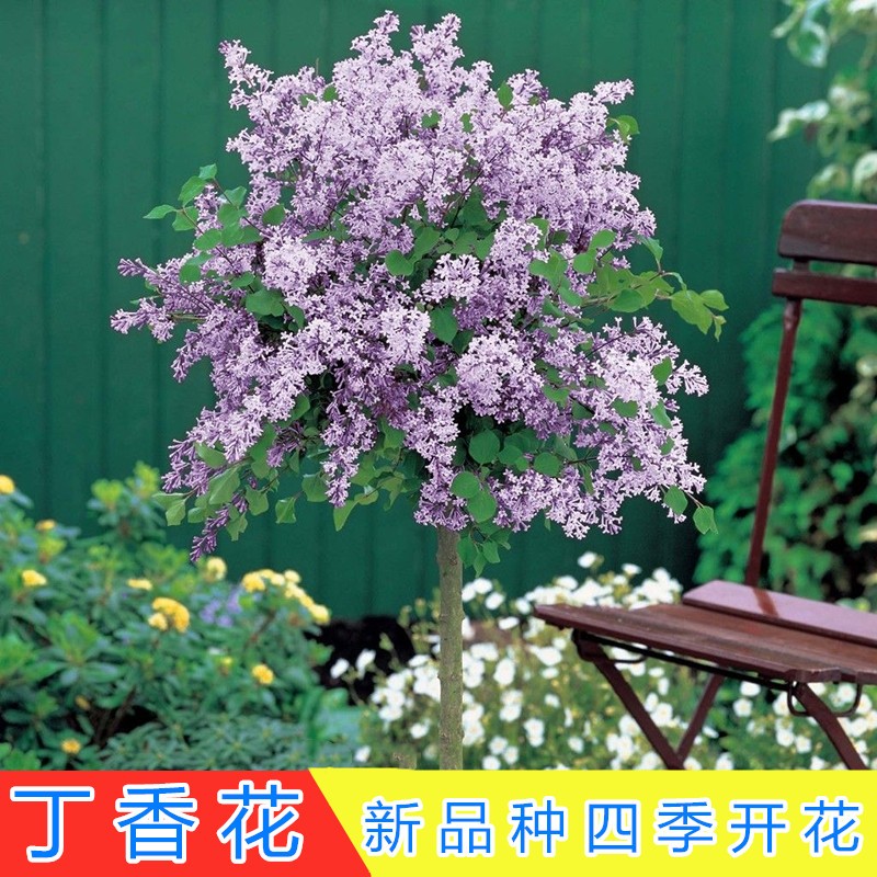 丁香花庭院花卉一宅一花
