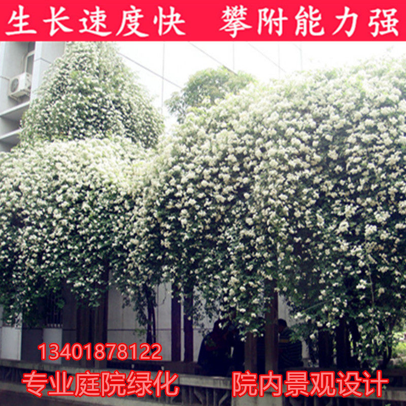 庭院绿化植物攀援花卉黄白木香红