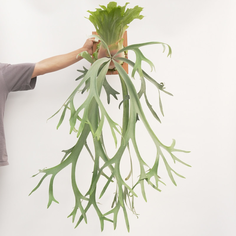爪哇鹿角蕨新手友好上板挂板室内客厅阳台绿植网红绿植热植保质