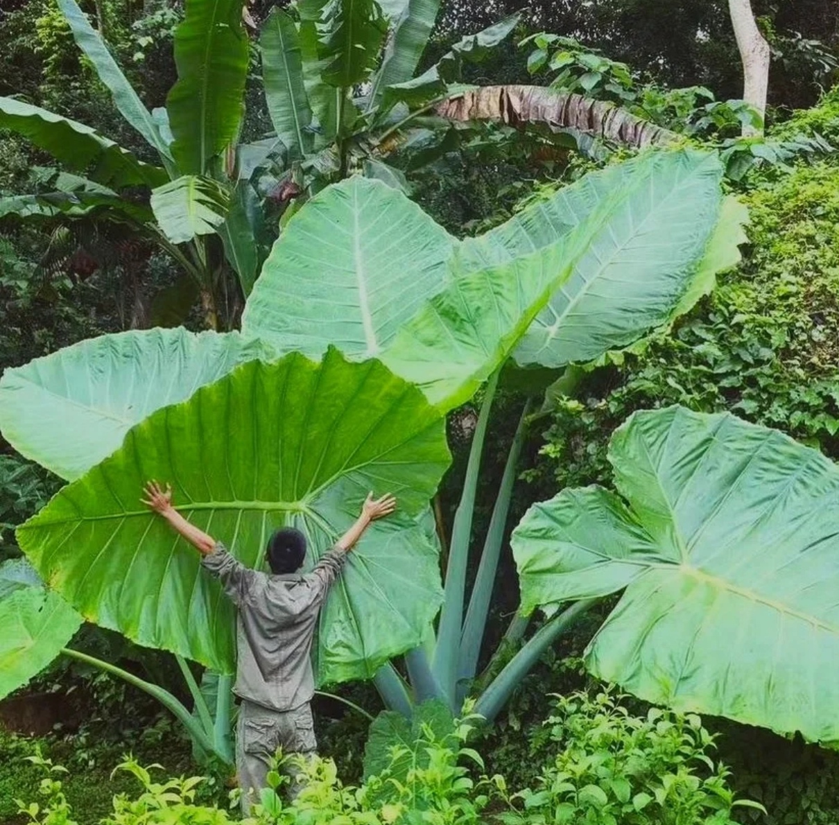 霸王芋可水培四季常青绿植盆栽