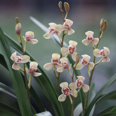 建兰老君荷 兰花苗浓香型室内阳台花卉办公室绿植老种兰花苗